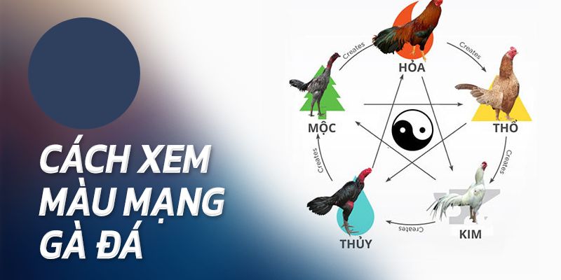 Hướng dẫn xem màu mạng gà chi tiết